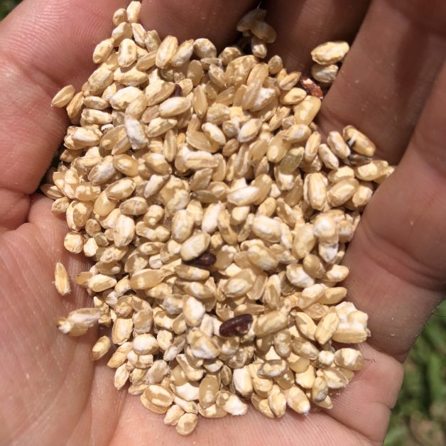 Koji fermentation class using germinated brown rice in Taiwan by Koichi Toyama